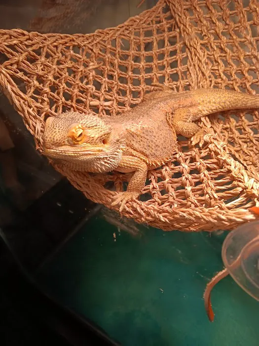 Donna's Discoids (Reptile Feeder Insects) Donna Foika Picture 8