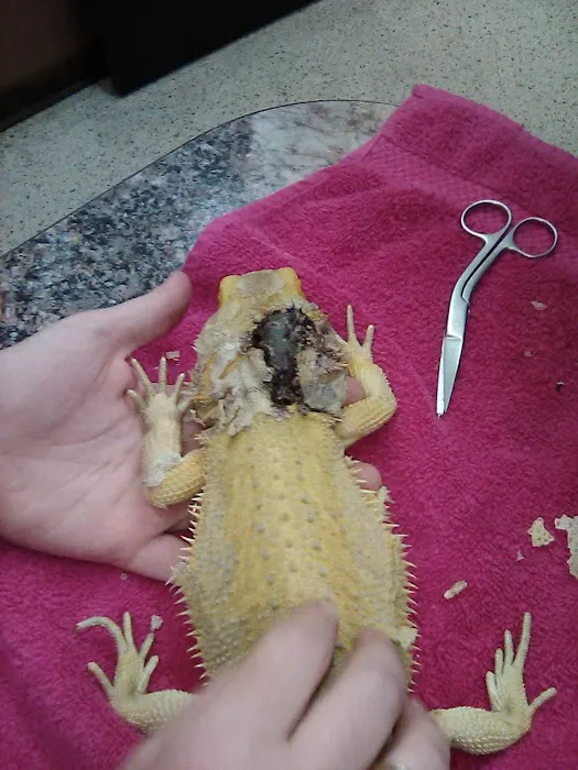 Donna's Discoids (Reptile Feeder Insects) Donna Foika Picture 4