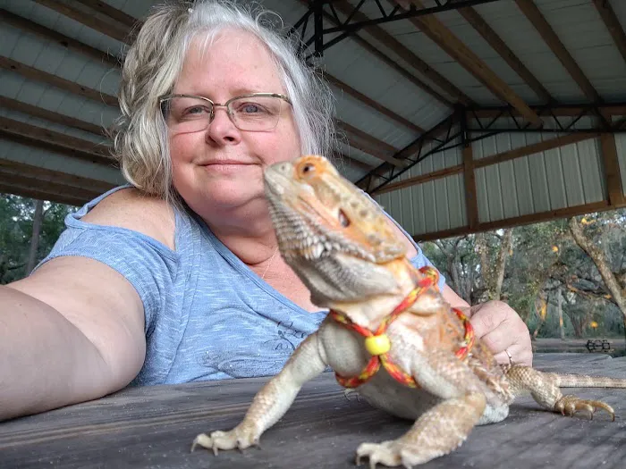 Donna's Discoids (Reptile Feeder Insects) Donna Foika Picture 7