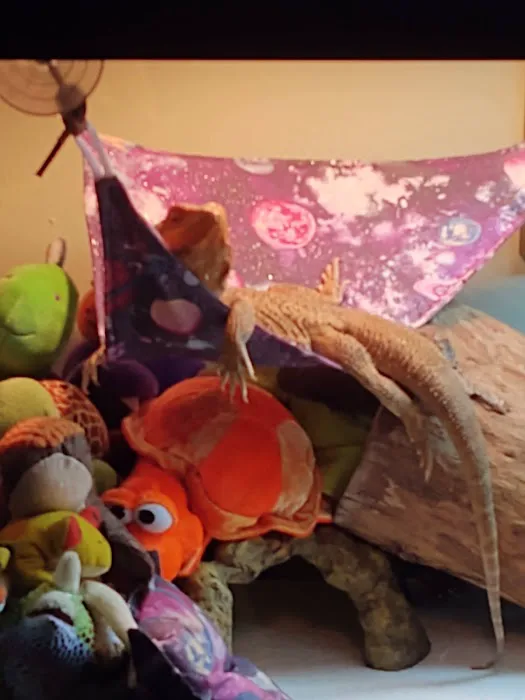 Donna's Discoids (Reptile Feeder Insects) Donna Foika Picture 3