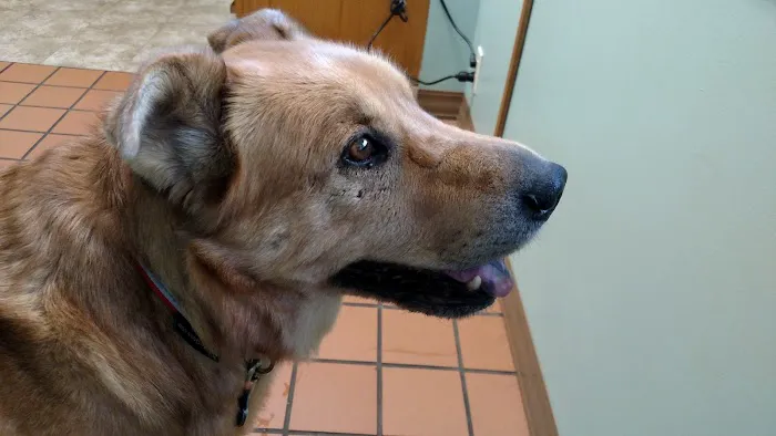 Cayuga Pet Hospital Picture 6