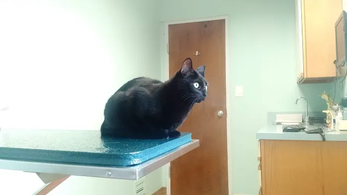 Cayuga Pet Hospital Picture 5