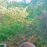 Cayuga Pet Hospital ico
