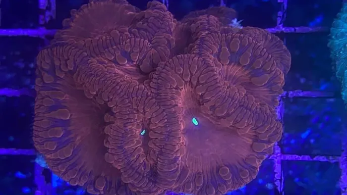 God Coral Picture 8