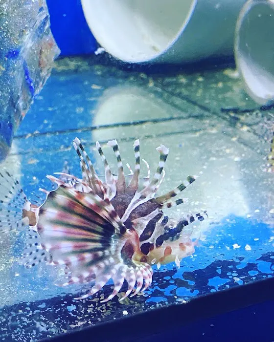 God Coral Picture 5