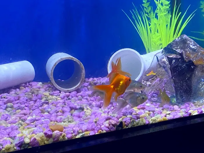 God Coral Picture 4