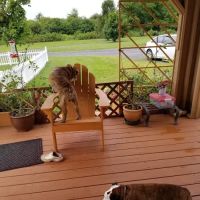 Cortland Veterinary Hospital ico