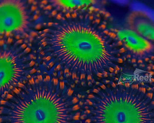 Living Reef Orlando Picture 3