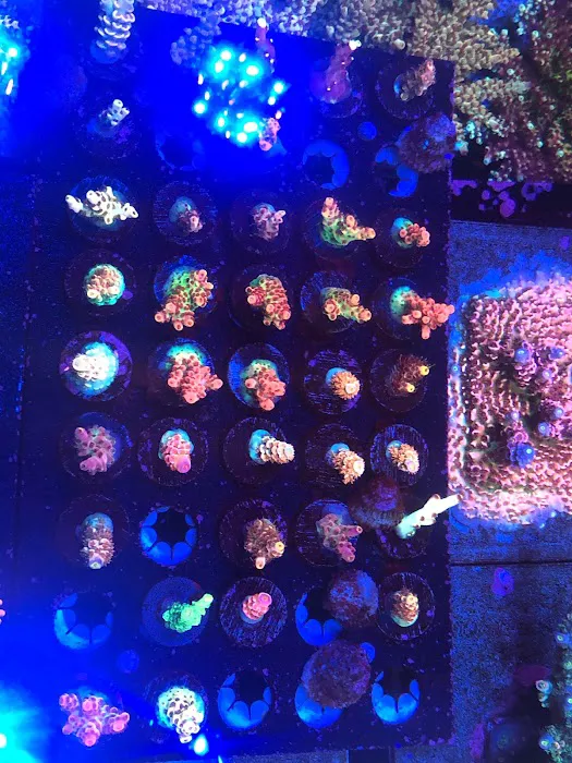 Living Reef Orlando Picture 2