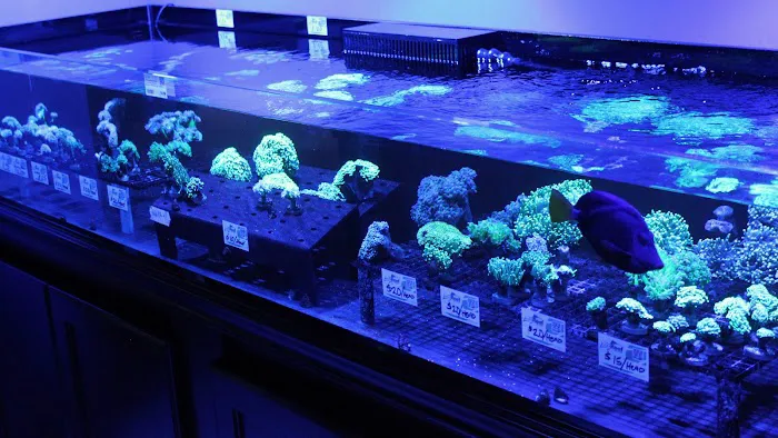 Living Reef Orlando Picture 5