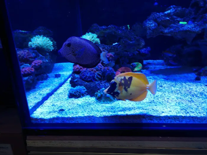 Living Reef Orlando Picture 10