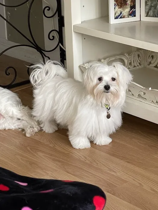 All 4 Pets Avalon Park Picture 9