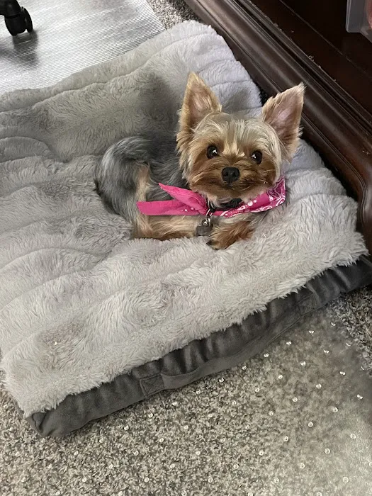 All 4 Pets Avalon Park Picture 10