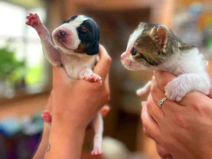 Moravia Veterinary Hospital Picture 6