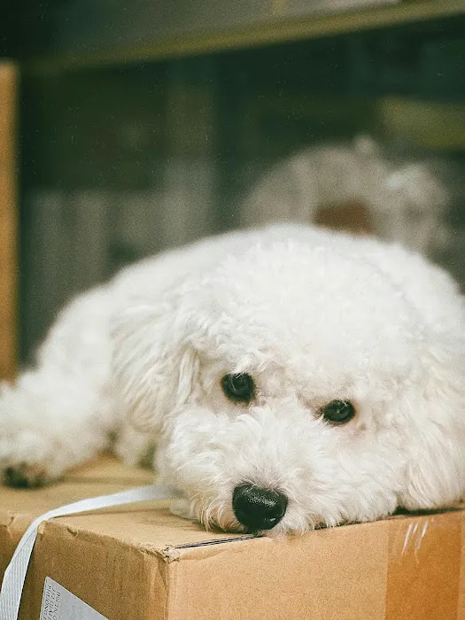 Moravia Veterinary Hospital Picture 9