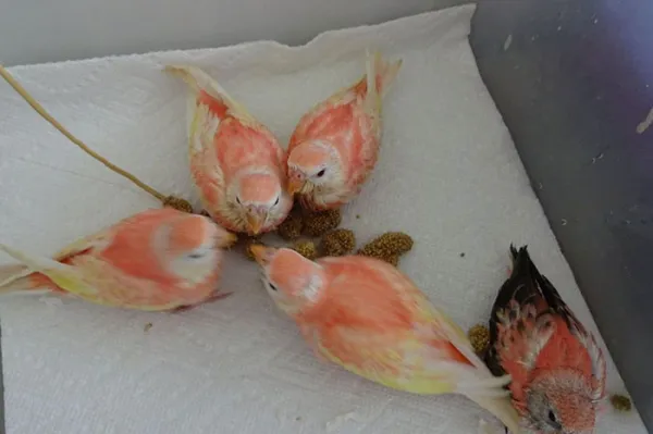 Friendly Bird Aviary Picture 3