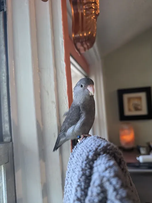 Friendly Bird Aviary Picture 4