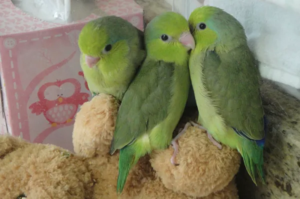 Friendly Bird Aviary Picture 6