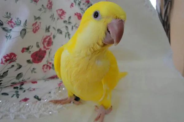 Friendly Bird Aviary Picture 5