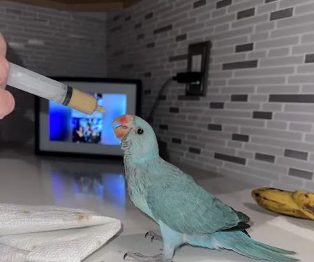 Friendly Bird Aviary