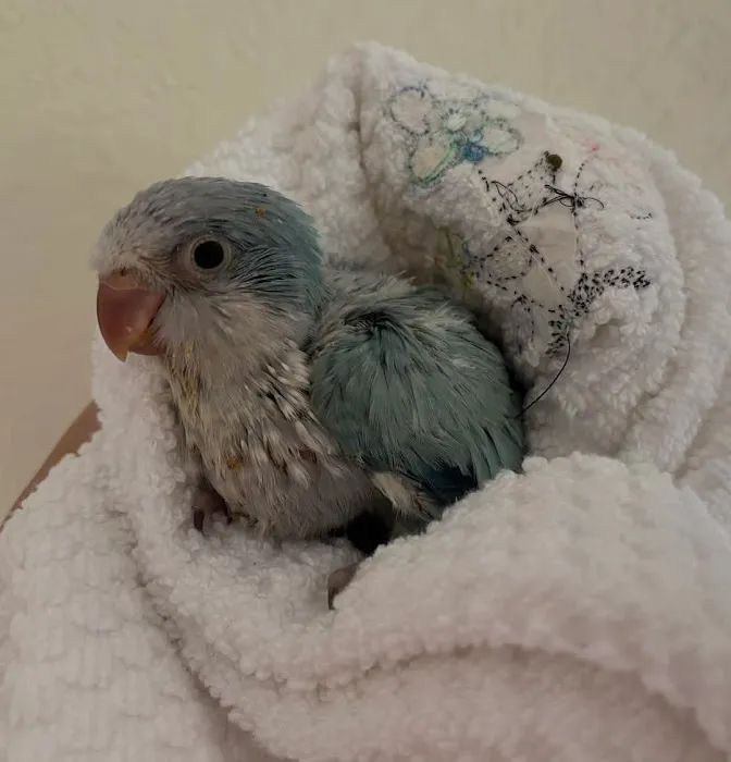 Friendly Bird Aviary Picture 2