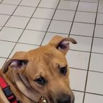 German Flatts Veterinary Clinic