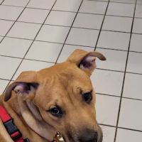 German Flatts Veterinary Clinic ico