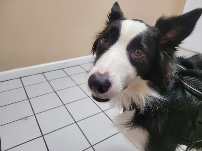 German Flatts Veterinary Clinic Picture 10
