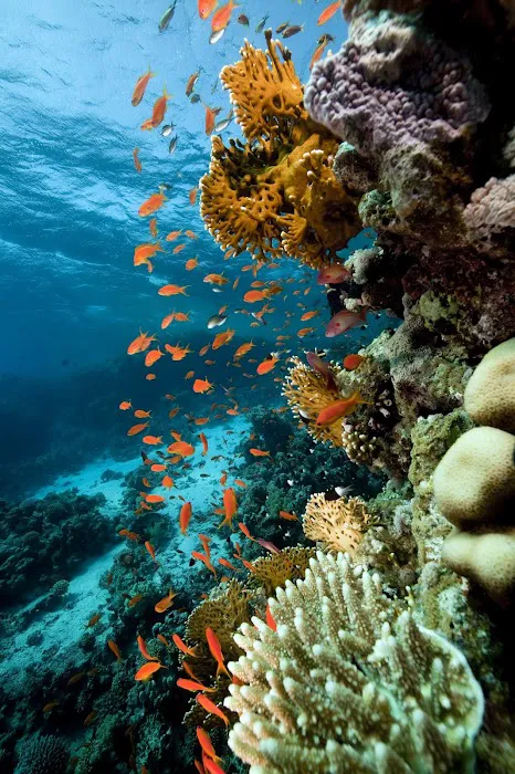 Bottled Ocean Inc Picture 8