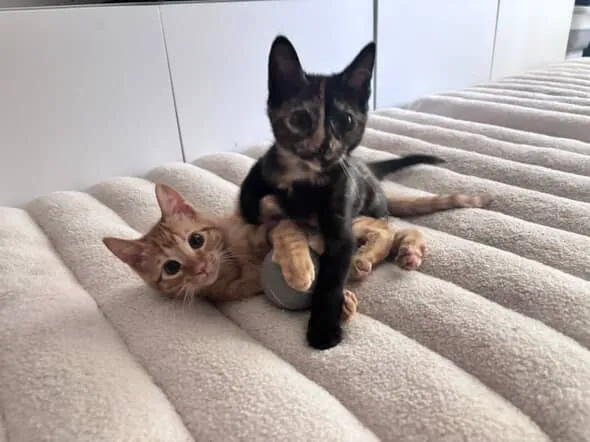 House of Sploot Pet Shop Picture 1