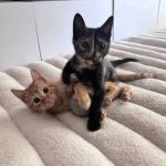 House of Sploot Pet Shop