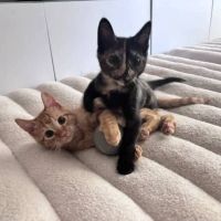 House of Sploot Pet Shop ico