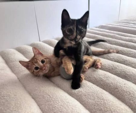 House of Sploot Pet Shop