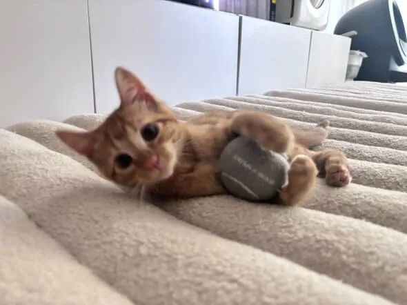 House of Sploot Pet Shop Picture 2