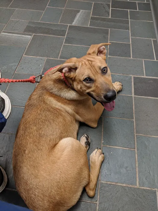VCA New Hartford Animal Hospital Picture 1
