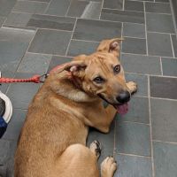 VCA New Hartford Animal Hospital ico