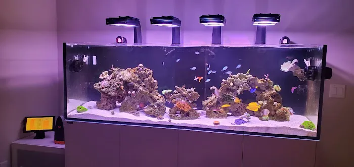 World Wide Corals - Winter Park Picture 7