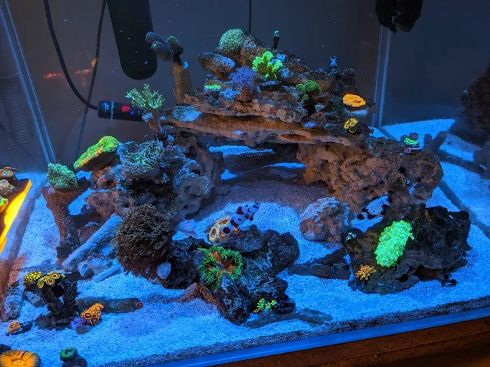 World Wide Corals - Winter Park Picture 8