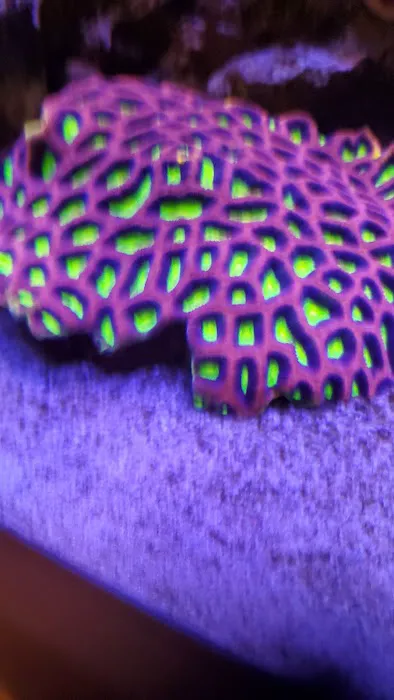 World Wide Corals - Winter Park Picture 2