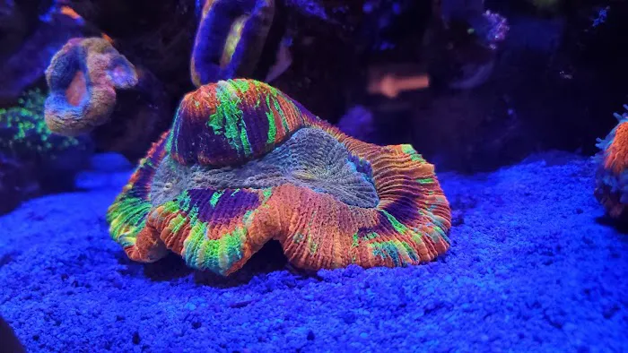 World Wide Corals - Winter Park Picture 1