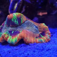 World Wide Corals - Winter Park ico