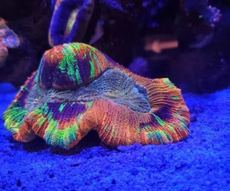 World Wide Corals - Winter Park