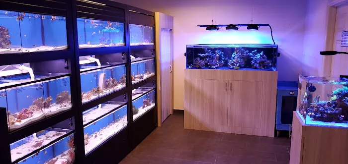 World Wide Corals - Winter Park Picture 5