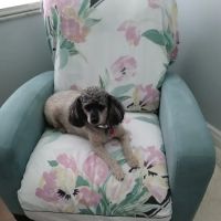 Petco ico