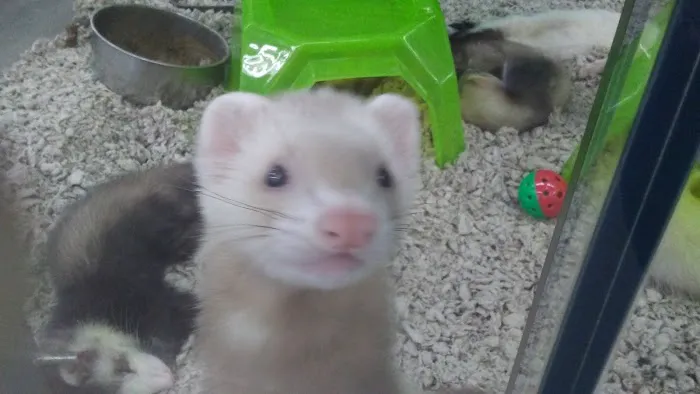Petco Picture 8