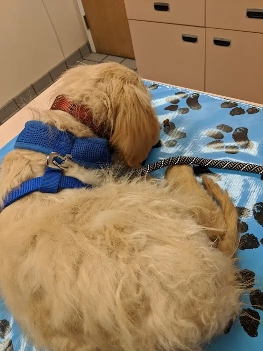 VCA Burrstone Animal Hospital Picture 8