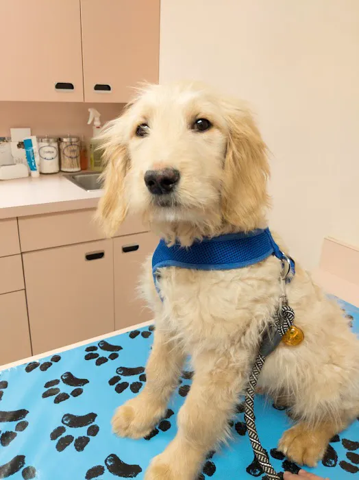 VCA Burrstone Animal Hospital Picture 7