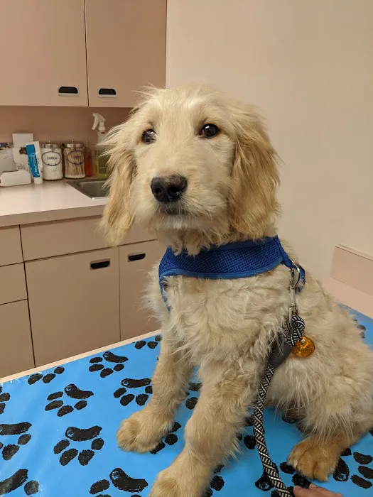VCA Burrstone Animal Hospital Picture 10