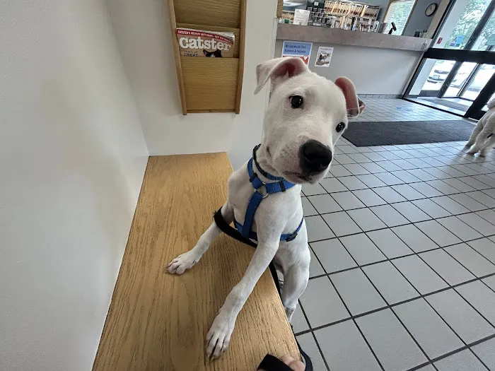 VCA Burrstone Animal Hospital Picture 3