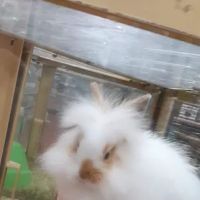 Pet Supermarket ico